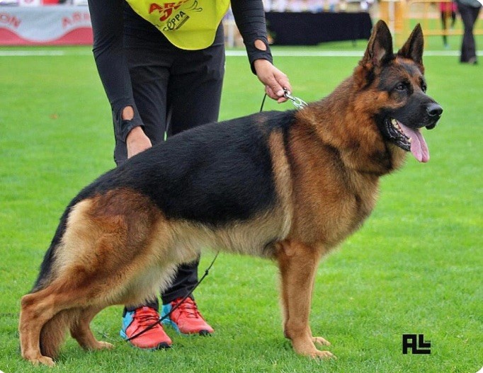 Chiot Berger Allemand Du Domaine De La Soumman