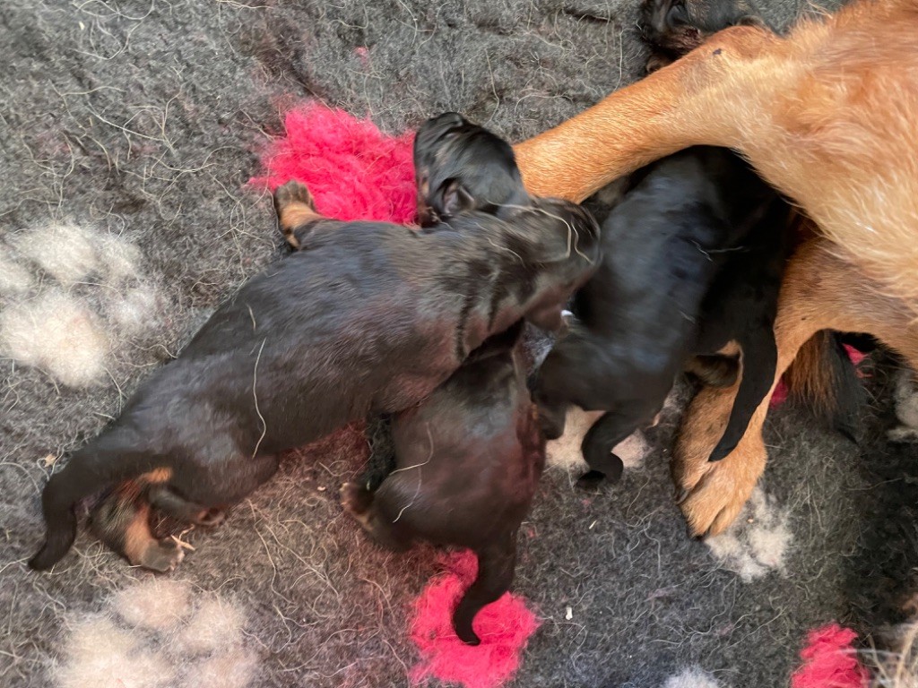 Du Domaine De La Soumman - Chiots disponibles - Berger Allemand