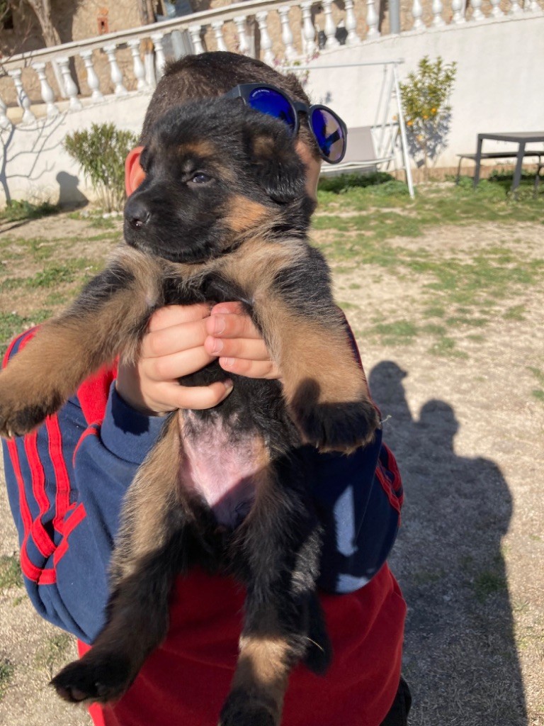 Du Domaine De La Soumman - Chiots disponibles - Berger Allemand